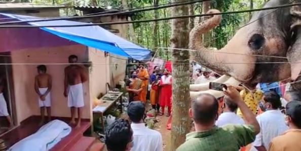 A heartbroken elephant walks 15 miles to the funeral of a former trainer 1