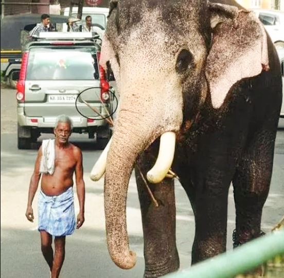A heartbroken elephant walks 15 miles to the funeral of a former trainer 2