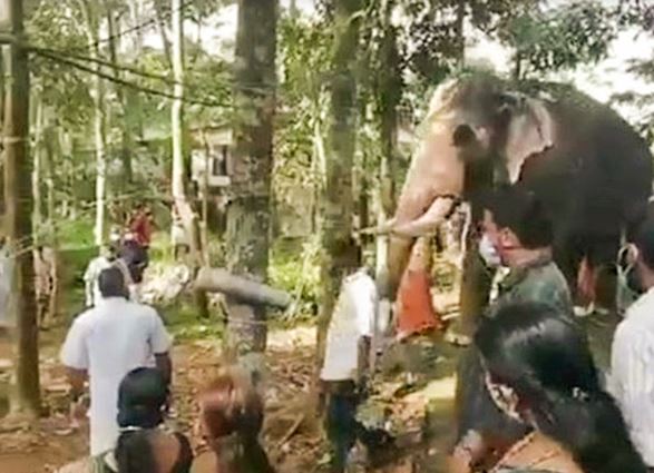 A heartbroken elephant walks 15 miles to the funeral of a former trainer 4