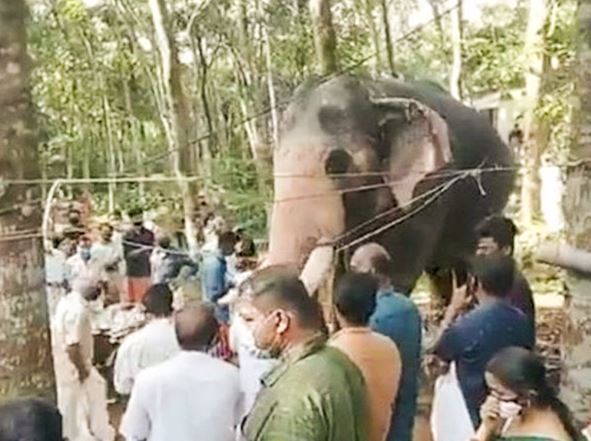 A heartbroken elephant walks 15 miles to the funeral of a former trainer 6