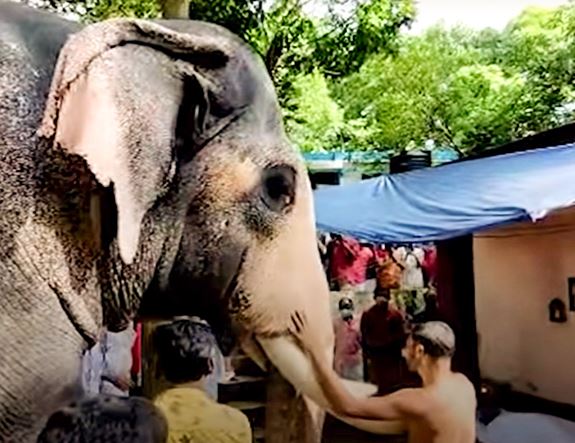 A heartbroken elephant walks 15 miles to the funeral of a former trainer 7