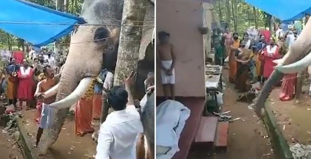 A heartbroken elephant walks 15 miles to the funeral of a former trainer 5