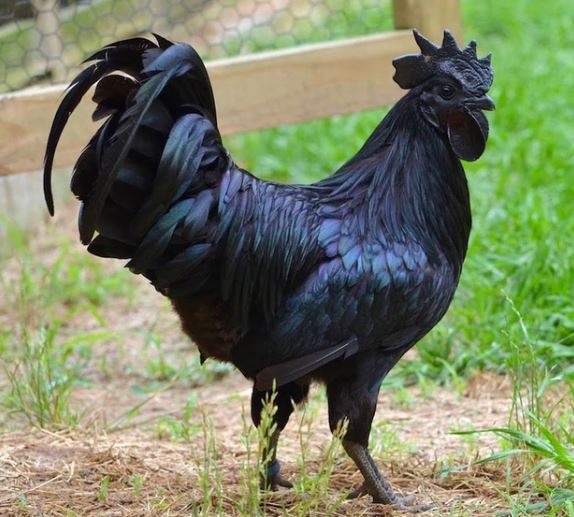 Chickens with jet black feathers look like they fell into a coal mine 1