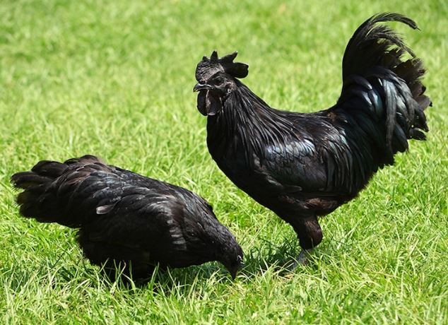 Chickens with jet black feathers look like they fell into a coal mine 2