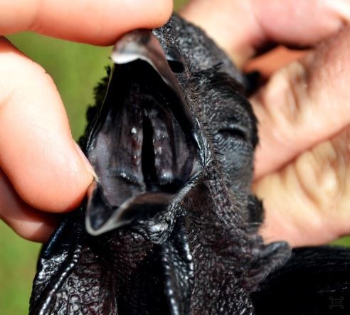 Chickens with jet black feathers look like they fell into a coal mine 3