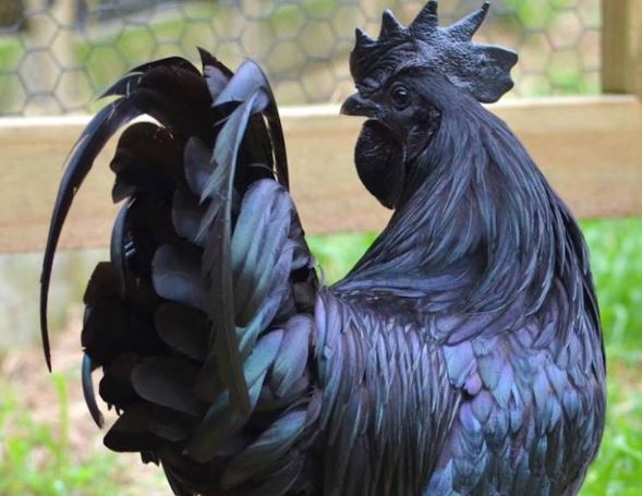 Chickens with jet black feathers look like they fell into a coal mine 4