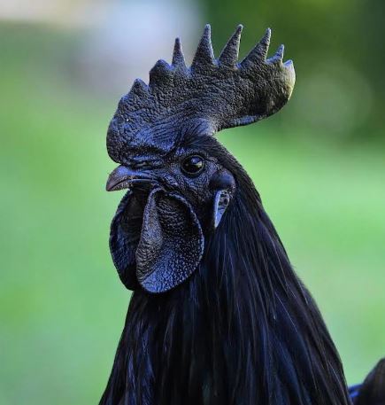 Chickens with jet black feathers look like they fell into a coal mine 5