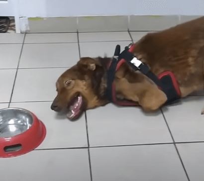 Disabled dog shed tears when they were loved and cherished for the first time 3