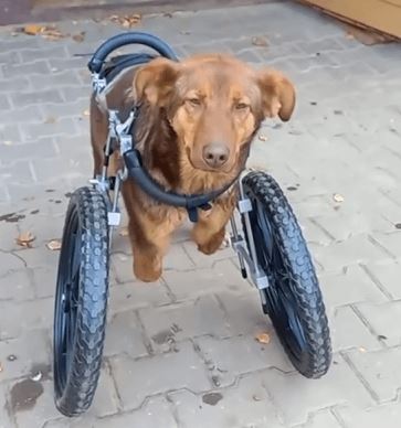 Disabled dog shed tears when they were loved and cherished for the first time 5