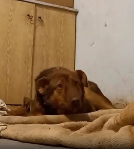 Disabled dog shed tears when they were loved and cherished for the first time 7