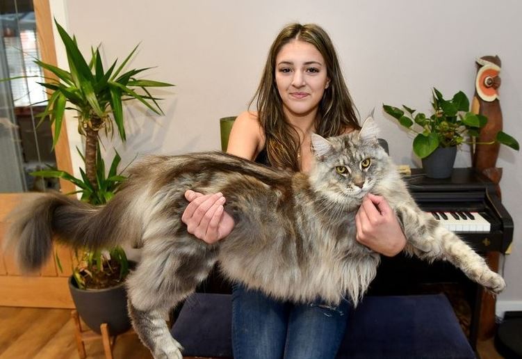 Marvel at a meter-long giant cat 1