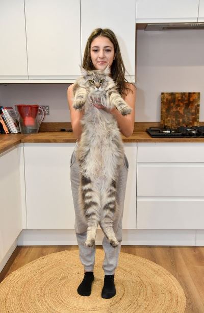 Marvel at a meter-long giant cat 2