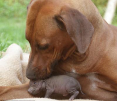 This iggy lost her family, but this adorable dog decided to adopt her 5