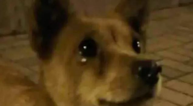 Wild dog sheds tears after being fed by stranger 3