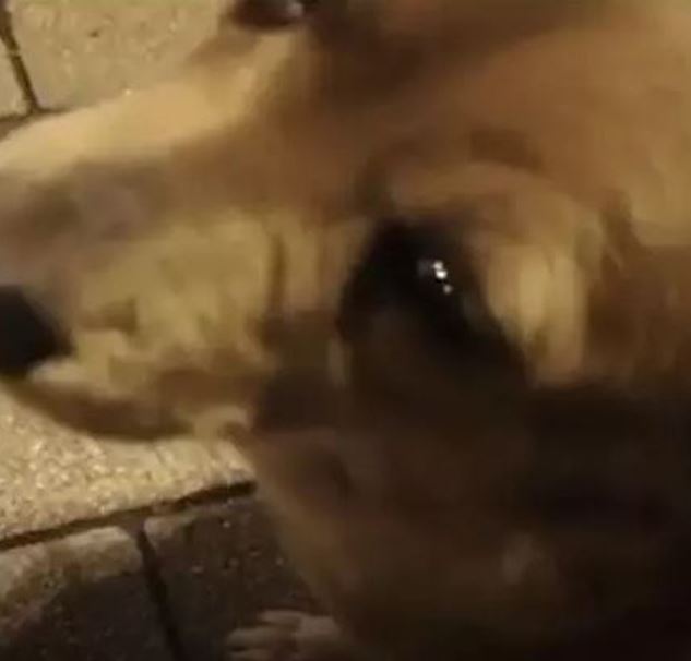 Wild dog sheds tears after being fed by stranger 5