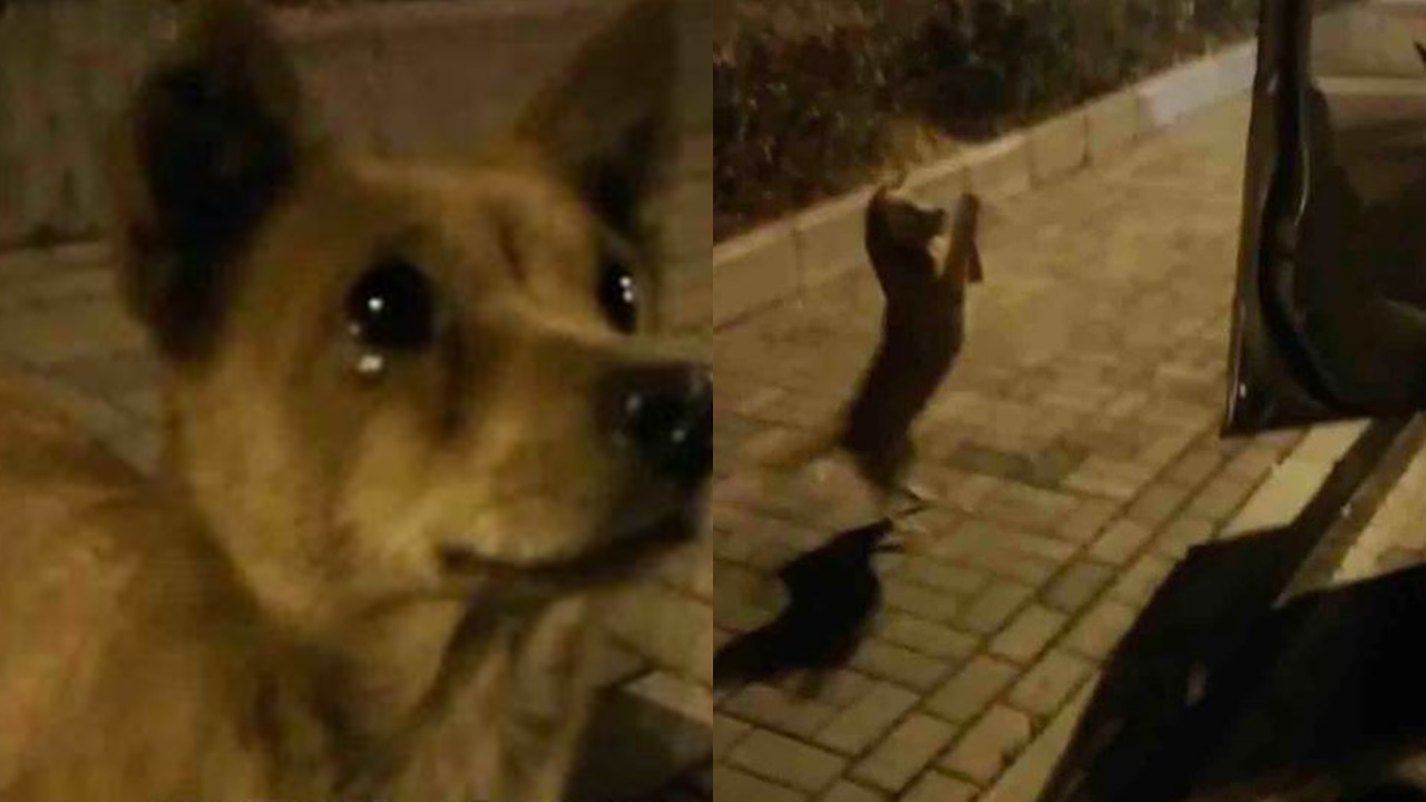 Wild dog sheds tears after being fed by stranger 1