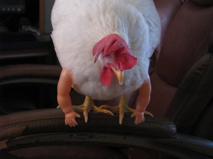 Amusing to see the muscular chicken wearing doll arm 3
