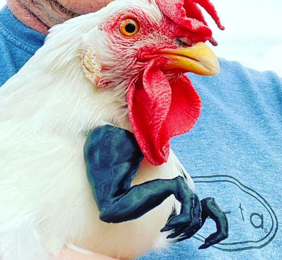 Amusing to see the muscular chicken wearing doll arm 4