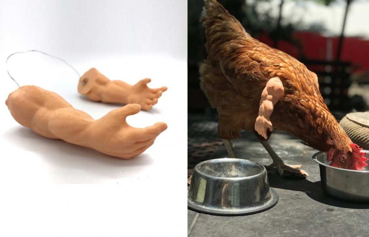 Amusing to see the muscular chicken wearing doll arm 6