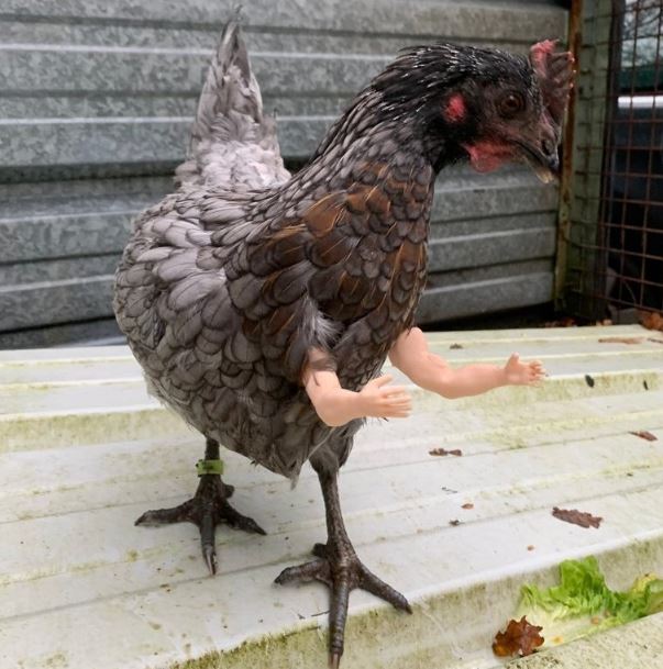 Amusing to see the muscular chicken wearing doll arm 9