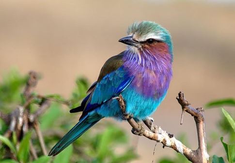 The bird Coracias caudatus is gorgeous, colorful, and extremely faithful 1
