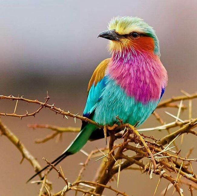 The bird Coracias caudatus is gorgeous, colorful, and extremely faithful 2