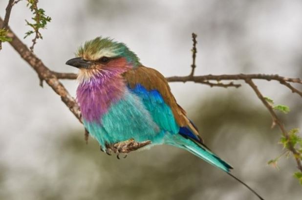 The bird Coracias caudatus is gorgeous, colorful, and extremely faithful 3