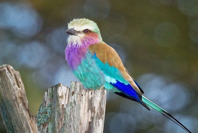 The bird Coracias caudatus is gorgeous, colorful, and extremely faithful 4