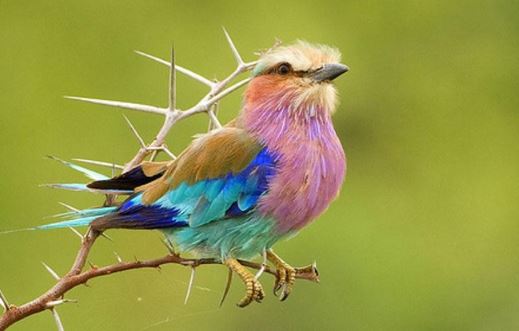 The bird Coracias caudatus is gorgeous, colorful, and extremely faithful 5
