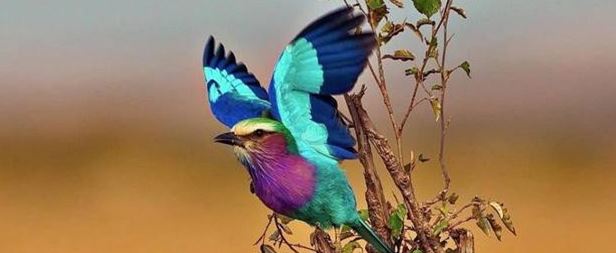 The bird Coracias caudatus is gorgeous, colorful, and extremely faithful 6