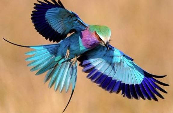 The bird Coracias caudatus is gorgeous, colorful, and extremely faithful 7