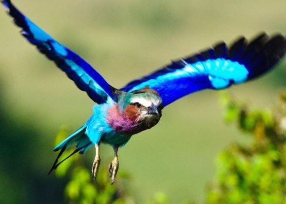 The bird Coracias caudatus is gorgeous, colorful, and extremely faithful 8