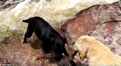 Heart-stopping moment a brave dog holds a tree branch to save a friend from being swept away by the current 3