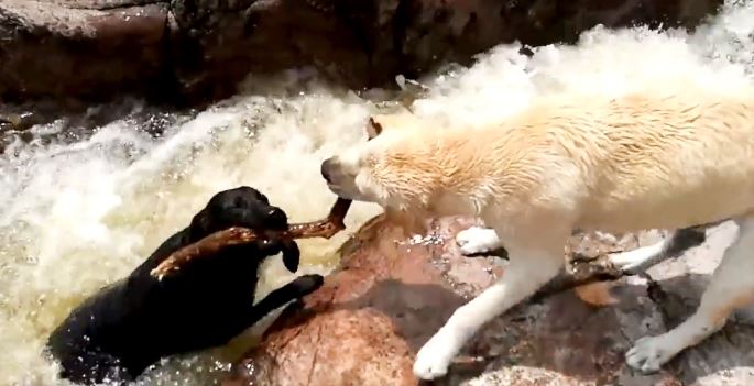 Heart-stopping moment a brave dog holds a tree branch to save a friend from being swept away by the current 4