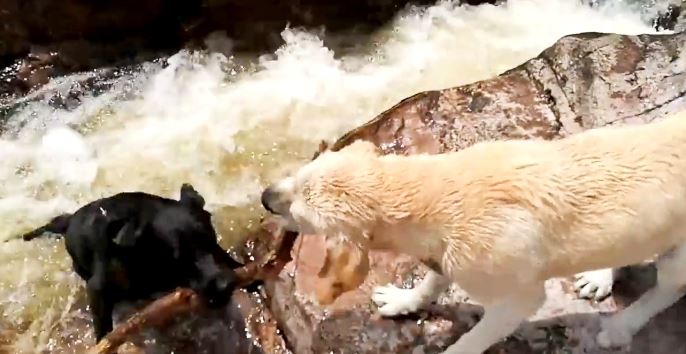 Heart-stopping moment a brave dog holds a tree branch to save a friend from being swept away by the current 5