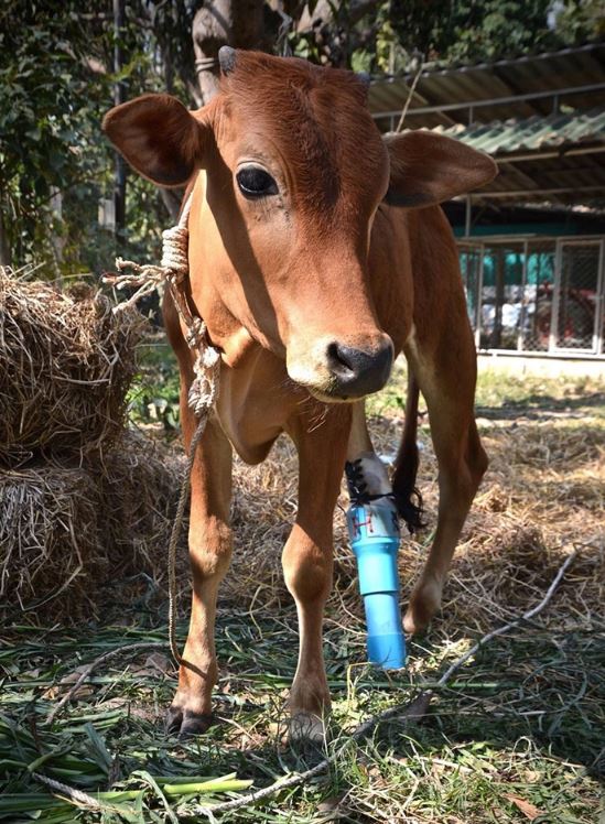 Incredible friendship between crippled calf and giant tortoise who look so cute 1