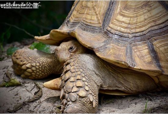 Incredible friendship between crippled calf and giant tortoise who look so cute 2