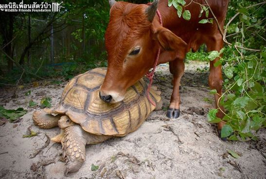 Incredible friendship between crippled calf and giant tortoise who look so cute 3