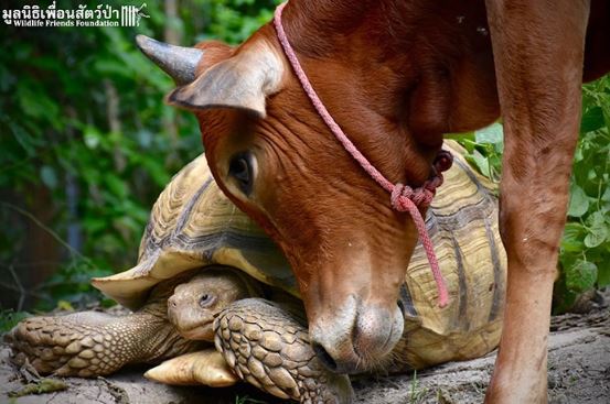 Incredible friendship between crippled calf and giant tortoise who look so cute 4