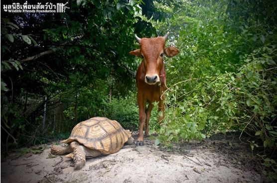 Incredible friendship between crippled calf and giant tortoise who look so cute 5