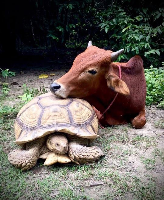 Incredible friendship between crippled calf and giant tortoise who look so cute 6
