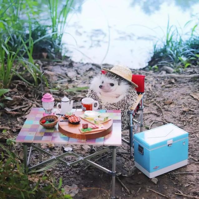 Japanese hedgehog guy is famous like a movie star on Instagram 1