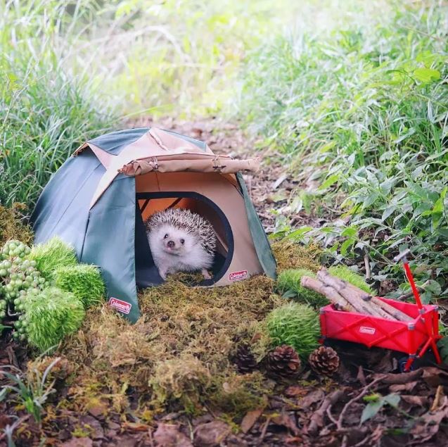 Japanese hedgehog guy is famous like a movie star on Instagram 2