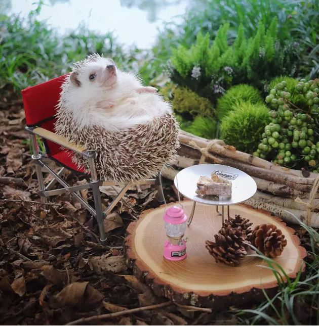 Japanese hedgehog guy is famous like a movie star on Instagram 3