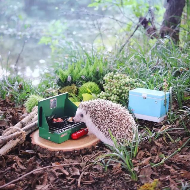 Japanese hedgehog guy is famous like a movie star on Instagram 4