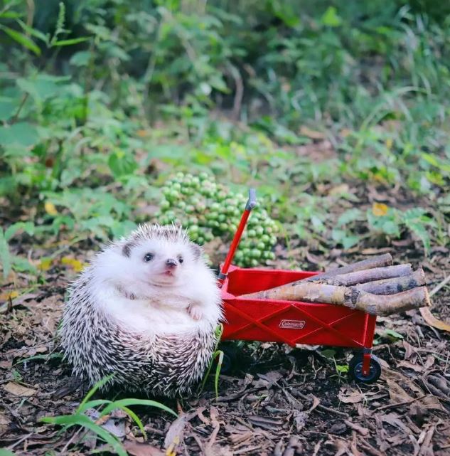 Japanese hedgehog guy is famous like a movie star on Instagram 5