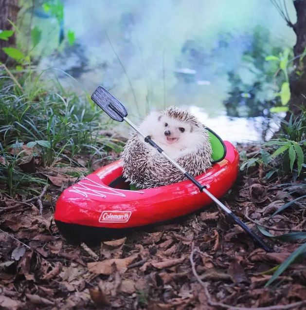 Japanese hedgehog guy is famous like a movie star on Instagram 6