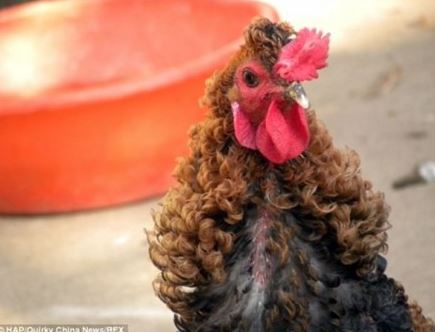 Rooster has curly feathers that bend like curls 1