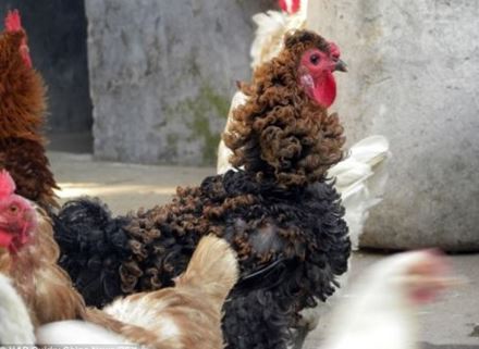 Rooster has curly feathers that bend like curls 2