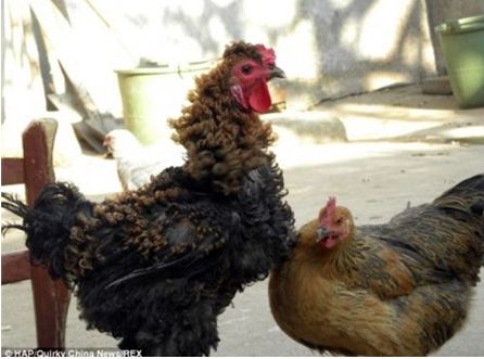 Rooster has curly feathers that bend like curls 3